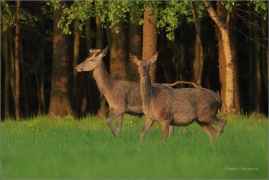 <p>JELEN LESNÍ (Cervus elaphus) Šluknovsko - Valdek ---- /Red deer - Rothirsch/</p>